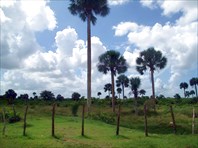 Королевские пальмы – символ Кубы